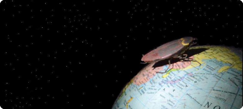 Cockroaches and humans in far future