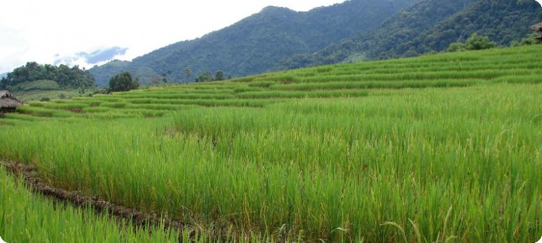 In search of a bit of soil