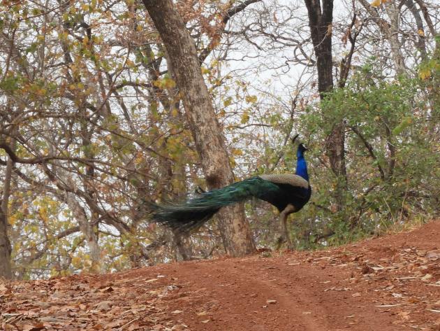 Peacock dancing away, Nagzira, Maharashtra