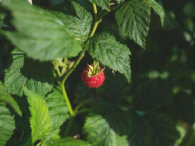 Mulberries