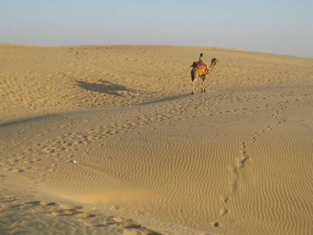 Lone camel and its shadow on desert sands, Jaisalmer